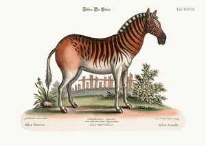 Den kvindelige zebra, 1749-73